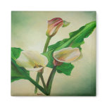 Three Calla Lilies Magnets