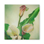 Three Calla Lilies Refrigerator Magnets
