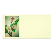 Three Calla Lilies Personalized Photo Card