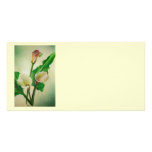 Three Calla Lilies photo cards