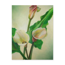 Three Calla Lilies Post Card
