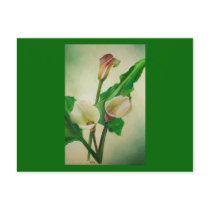 Three Calla Lilies Post Card