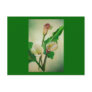Three Calla Lilies Post Card