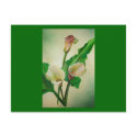 Three Calla Lilies postcards