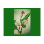 Three Calla Lilies postcards