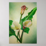 Three Calla Lilies posters