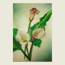 Three Calla Lilies posters