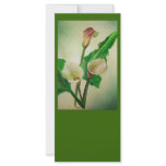 Three Calla Lilies rack cards