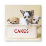Three chihuahua puppies in cake tin refrigerator magnets