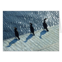 Three Cormorants Greeting Card