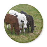Three Cow Amigos