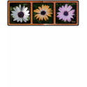 Three Daisies t-shirts