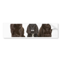 Three Doggy Friends Bumper Sticker