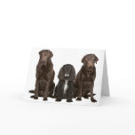 Three Doggy Friends cards