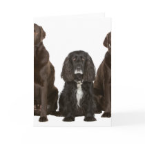 Three Doggy Friends Greeting Cards
