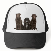 Three Doggy Friends Hats