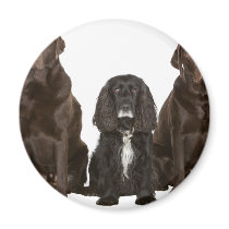 Three Doggy Friends Refrigerator Magnet
