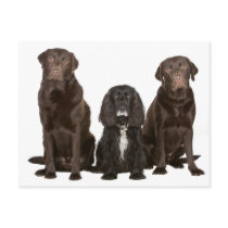 Three Doggy Friends Post Card