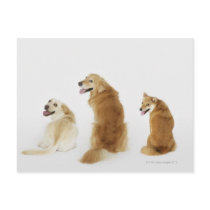 Three dogs looking at camera postcard