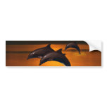 Three dolphins at sunset bumper stickers