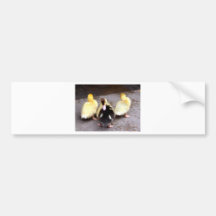 Three ducklings bumper stickers