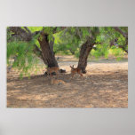 Three Fawns Poster