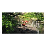 Three Flamingos photo cards