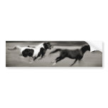 Three Galloping Horses Bumper Stickers