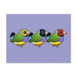 Three Gouldian Finches postcards