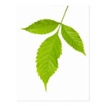 Three green leaves post cards