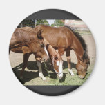 Three Horses Magnets