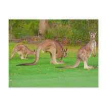 three kangaroos