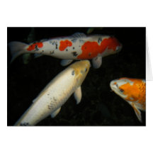 " Three Koi" Greeting Cards