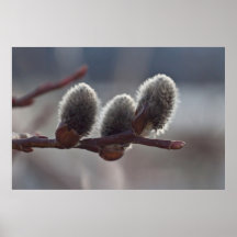 Three Little Catkins Posters