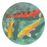 Three Mixed Koi in a Pool Round Stickers