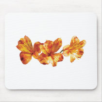 Three Orange Asiatic Lilies