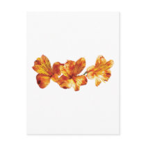 Three Orange Asiatic Lilies