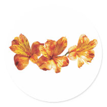 Three Orange Asiatic Lilies