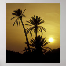 Three Palm Trees at Sunset, Tunisia Posters