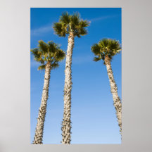 Three Palms Posters
