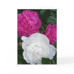 Three peonies notecard