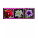 Three Petunias t-shirts