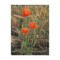 Three Poppies | Postcards