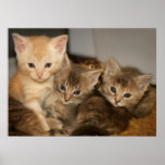 Three Poster