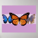 Three Pretty Butterflies Print