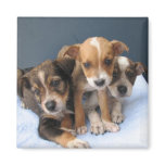 Three Pups magnets