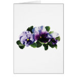 Three Purple Pansies Cards