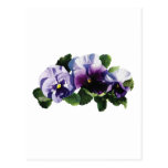 Three Purple Pansies Postcard