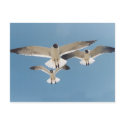 Three Seagulls Postcard
