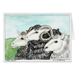 Three Sheep cards